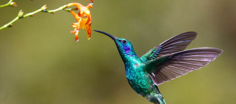 Birdsong for Mental Health